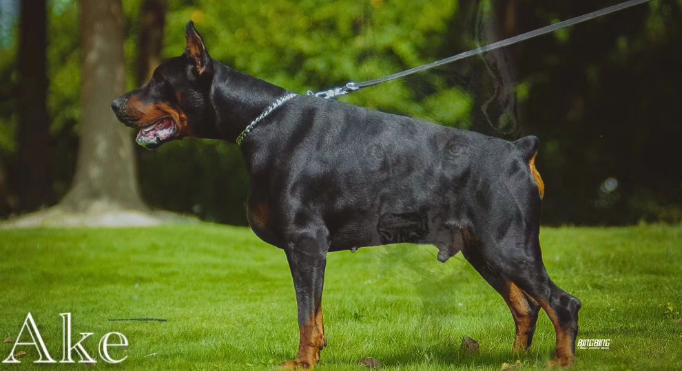 买狗如何避免被骗,网上买狗怎么防止病狗