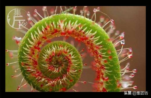 恐怖的触手，温柔的拥抱，植物的生存反击——茅膏菜