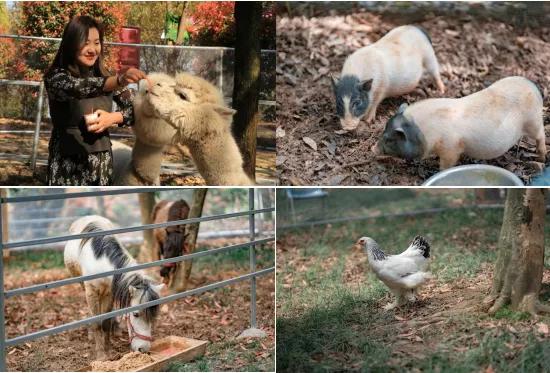 泾县古镇游玩攻略,泾县冬日旅游攻略大全最新