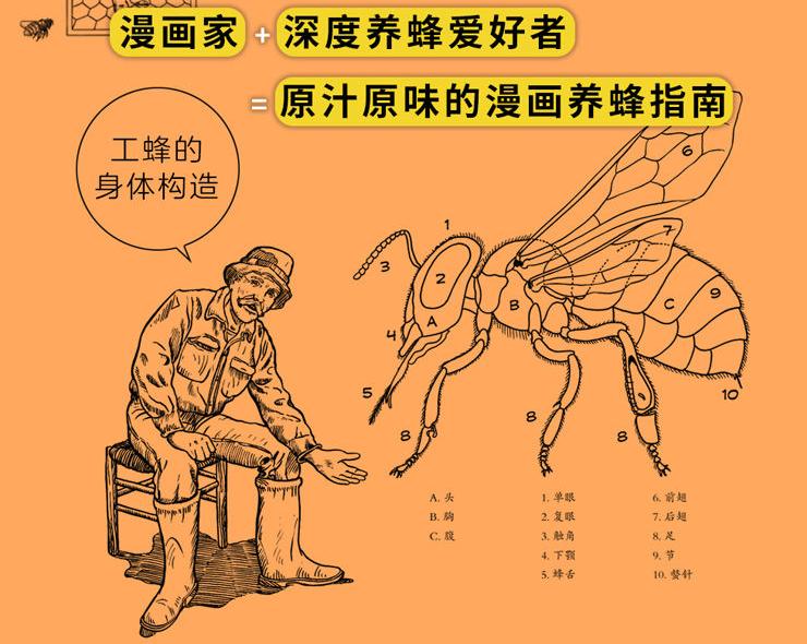 养蜂致富的手段,真实的养蜂秘密