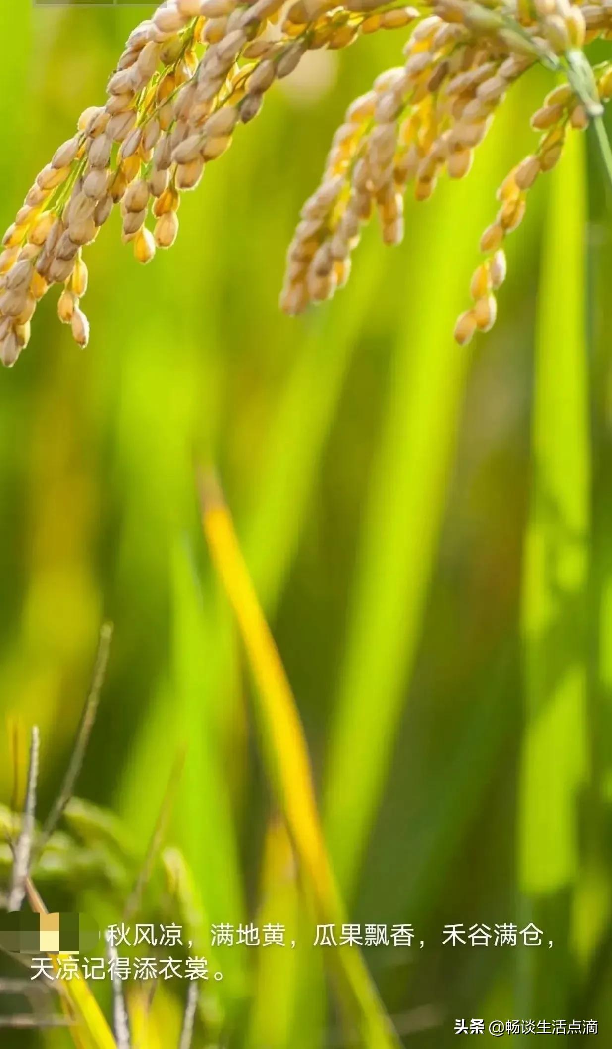 九月十三下雨有什么说法,九月十四下雨什么预兆