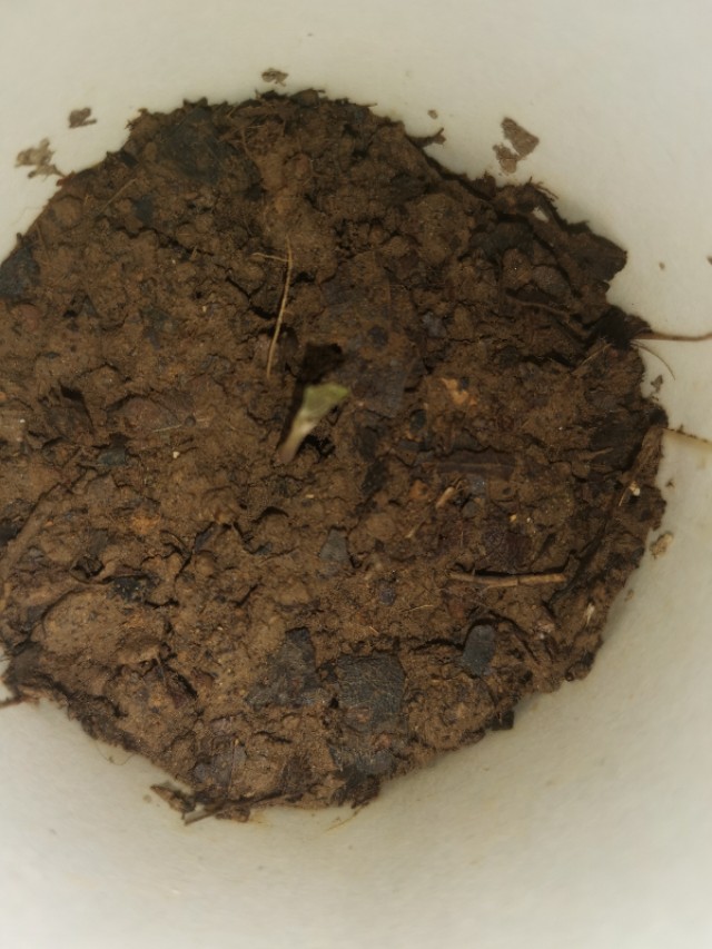 如何让一颗种子快速发芽,怎么让一颗种子发芽