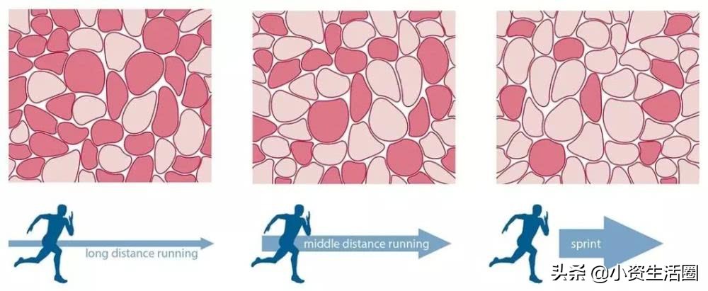 细胞如何感知氧气获2019年诺奖，有氧运动真能提升耐力吗？