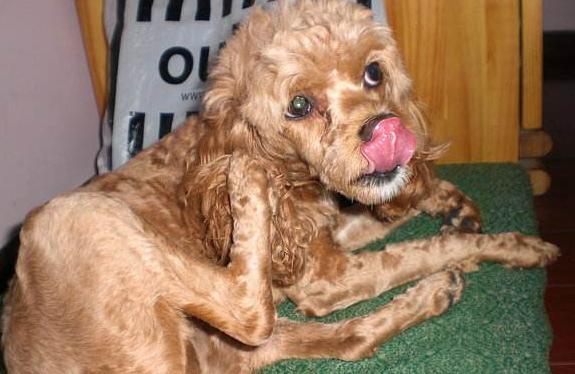 泰迪犬喜欢舔人的手是怎么回事,泰迪犬喜欢轻轻咬主人