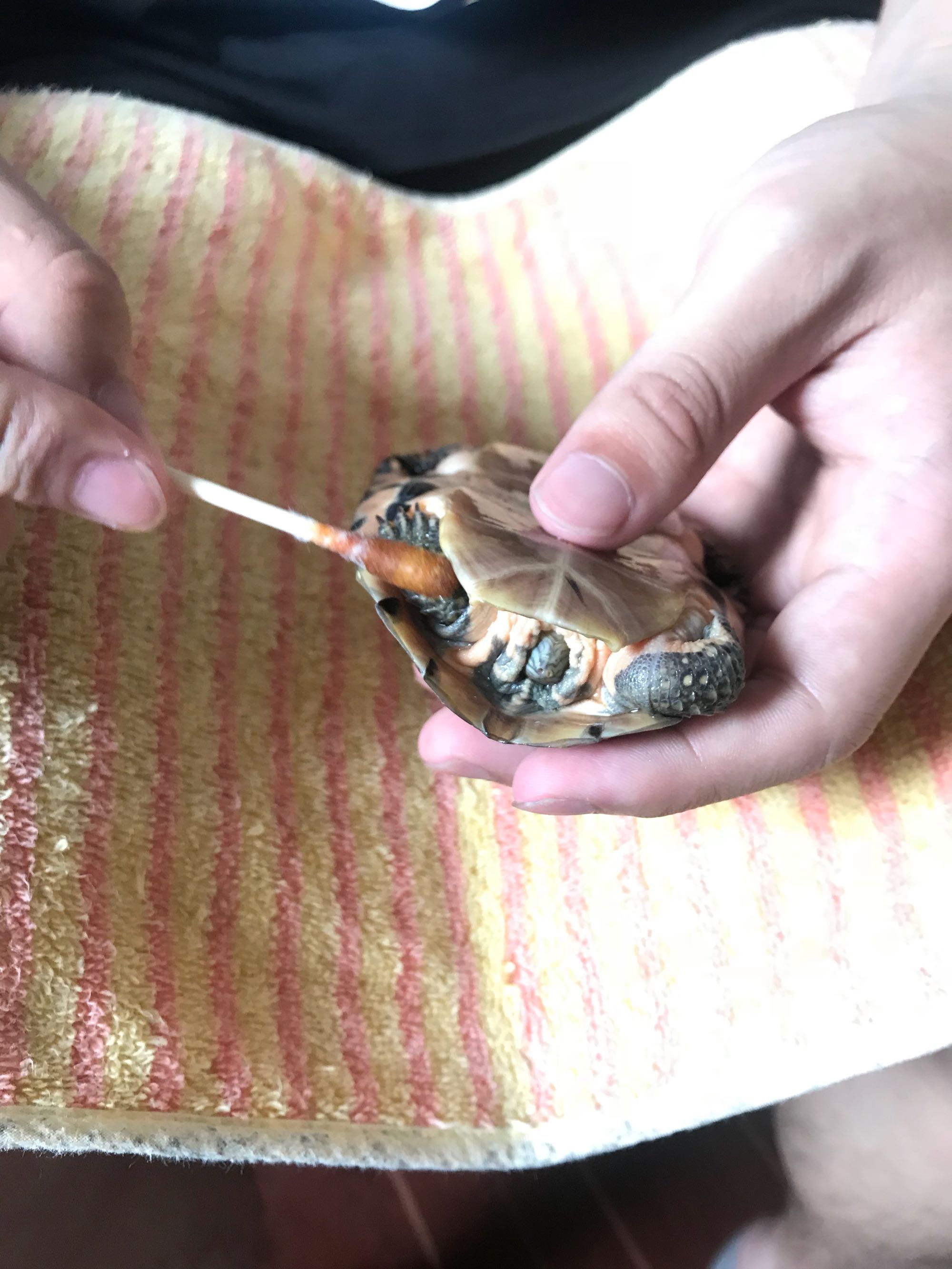 深水养龟溺水症状,乌龟溺水急救案例养龟必看