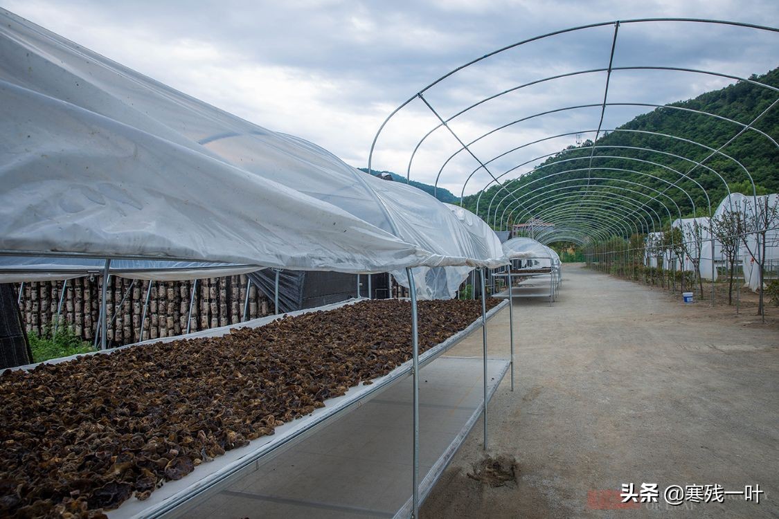 纯天然的野生木耳生长过程,山里采的野生木耳一斤多少钱
