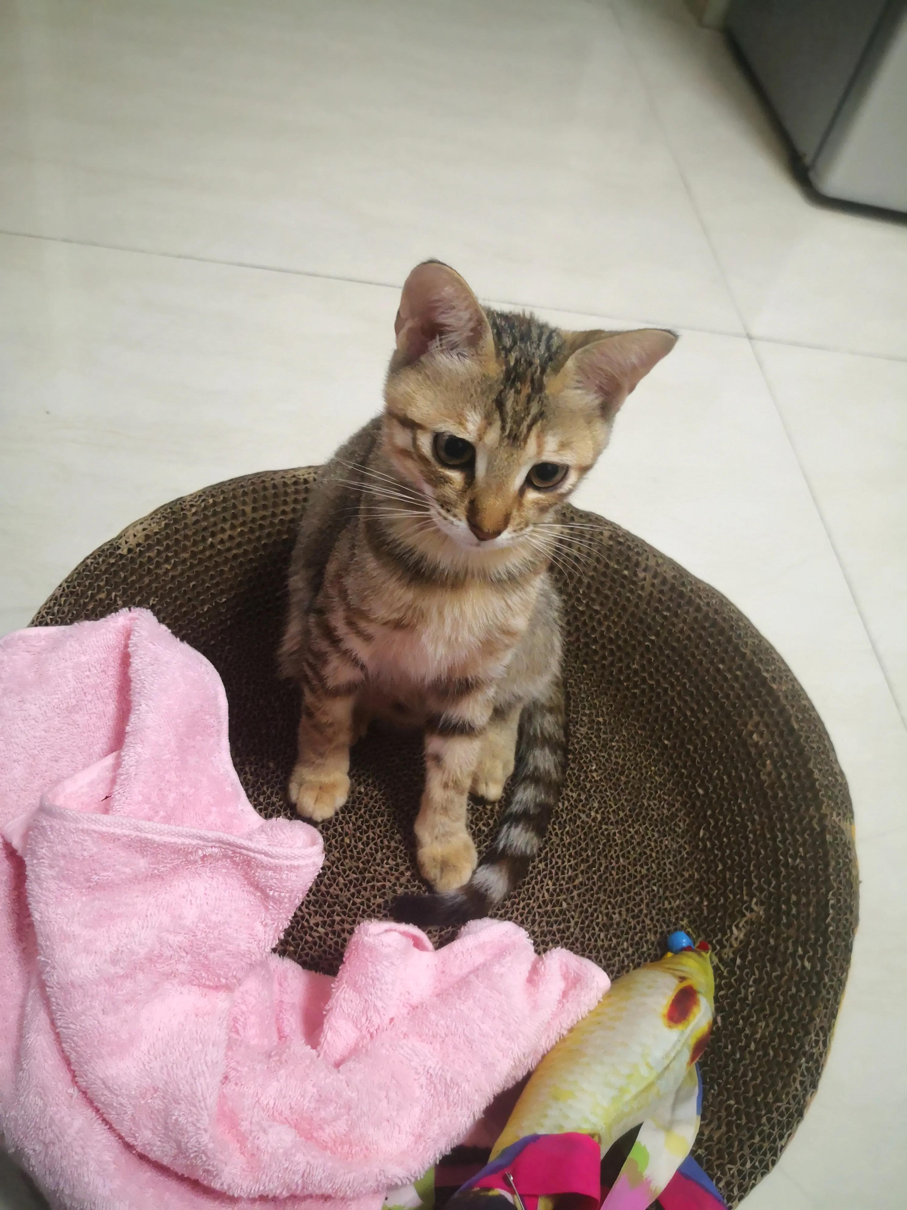 养猫洗澡需要注意的事项,养猫咪新手入门必知怎么给猫洗澡