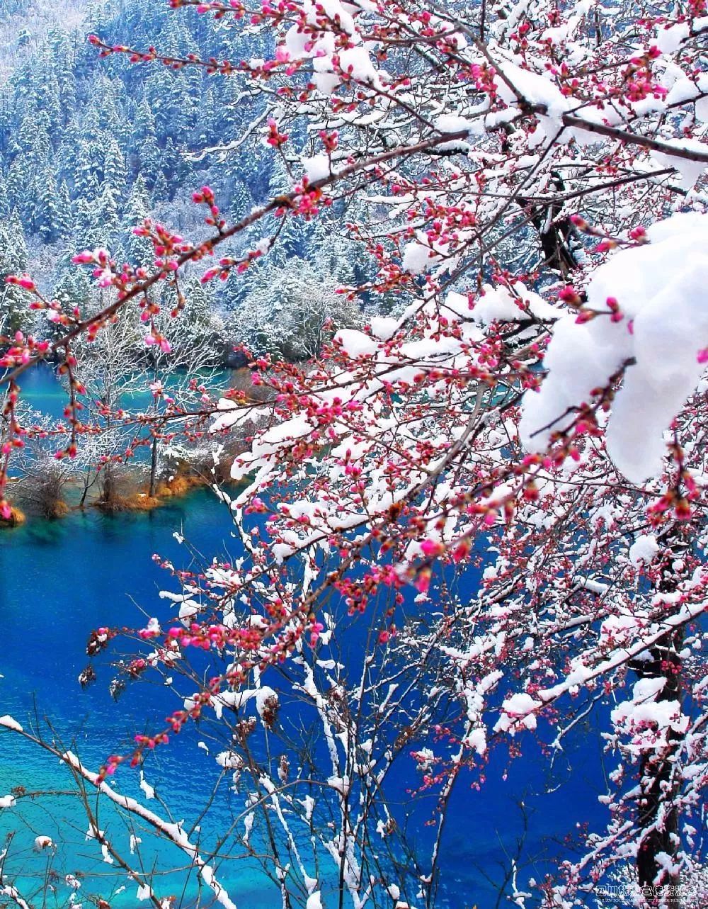 2019九寨沟散客如何进景区,最新九寨沟景区门票免费政策