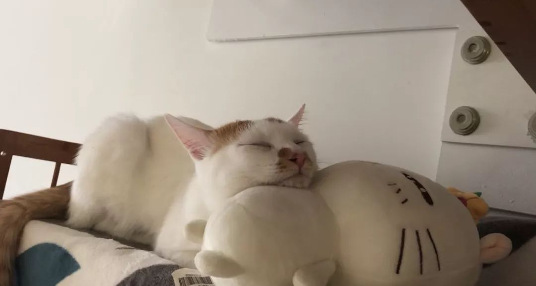 猫咪黑下巴红霉素和凡士林用多少,猫咪总是流棕色眼泪还有点黑下巴