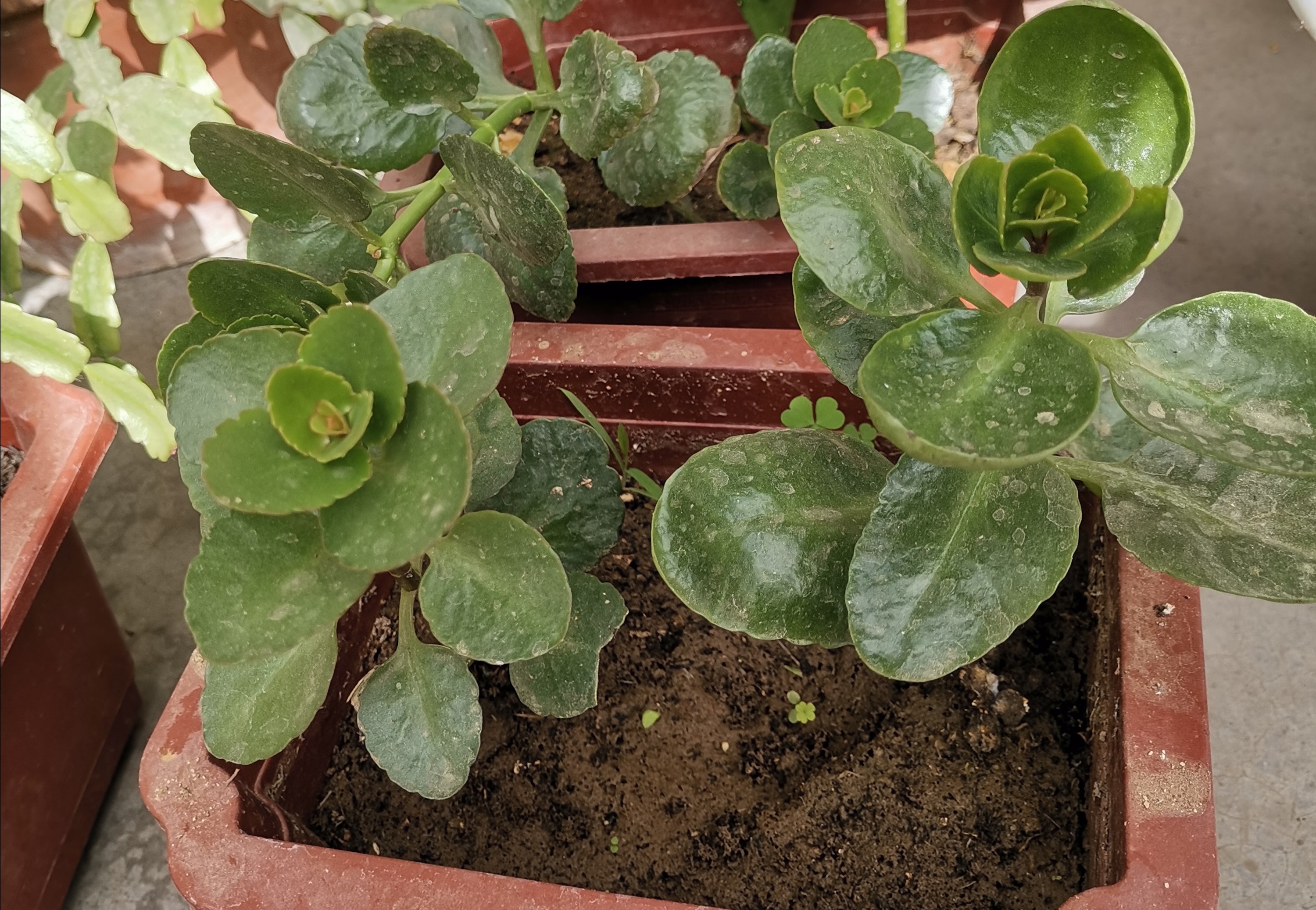 刚买的长寿花叶子发软耷拉怎么办,长寿花叶子发软打蔫焦枯怎么处理