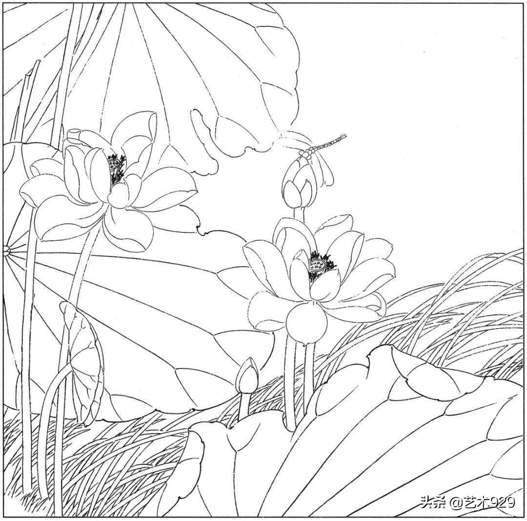 余稚荷花蜻蜓图高清白描底稿,白描荷花勾线方法讲解视频