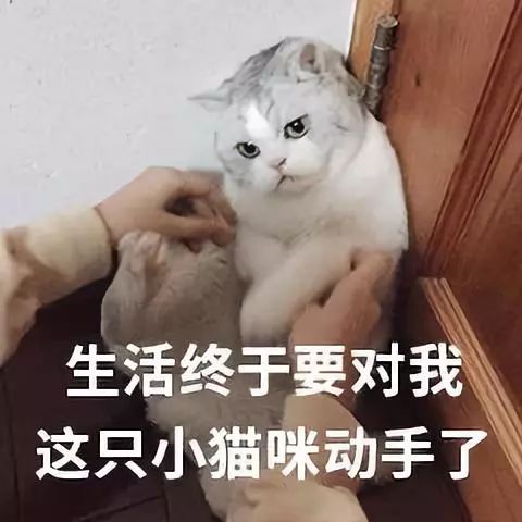 亲戚家熊孩子来我家欺负宠物,亲戚的熊孩子欺负自家孩子