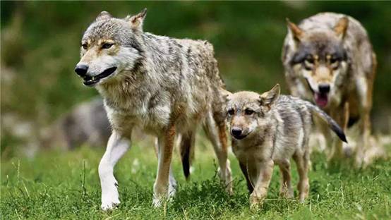 野外遇到狼的最好方法,如果在野外遇见狼应该怎么办