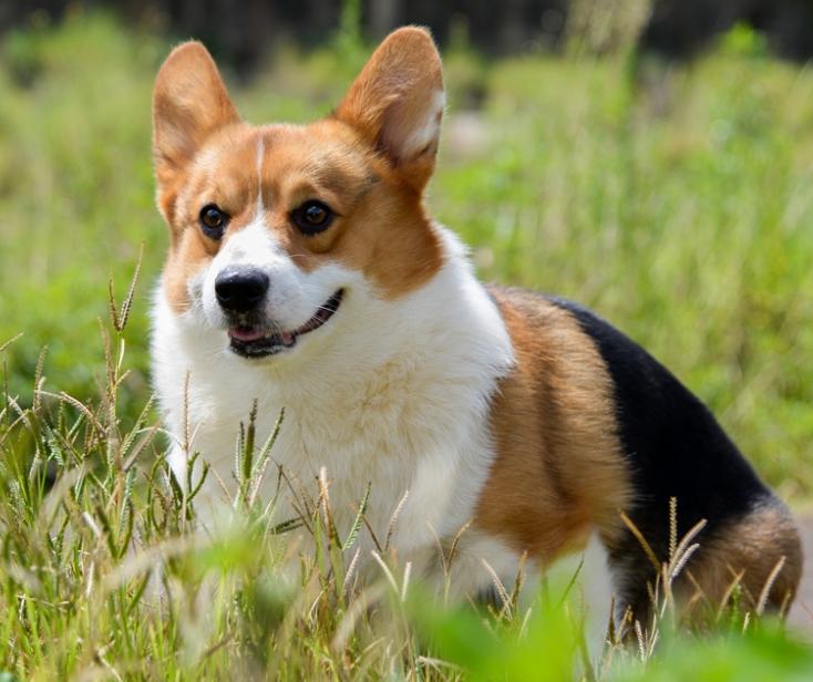 柯基吃狗粮应该主要看什么,柯基不挑食狗粮怎么喂呢