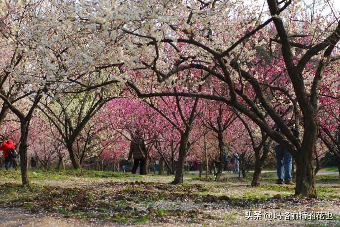 历史悠久的十大名花（海量美图），你选哪个做国花？