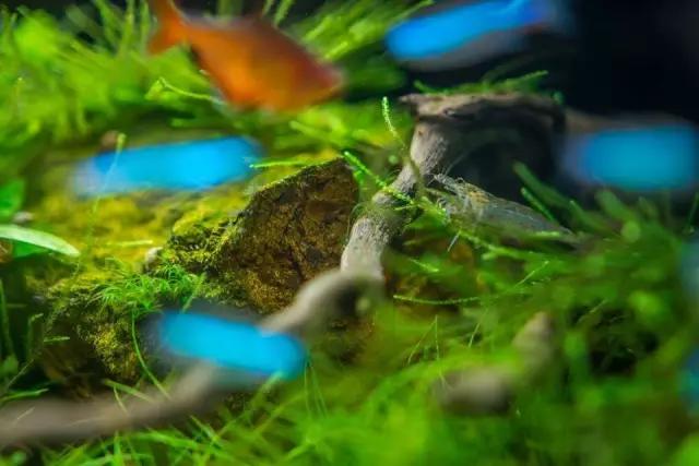 本色水景水草造景培训,本色水景水草培训