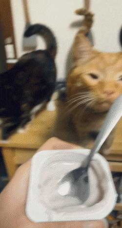 猫咪长了像胡子一样的毛 (为什么一个月多的猫咪毛发很凌乱)