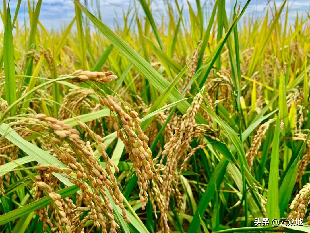 最新籼粳杂交水稻品种,籼型杂交水稻最新品种