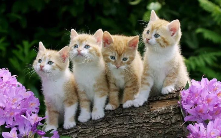 猫怀孕了怎么照顾猫咪,猫咪怀孕了怎么照顾