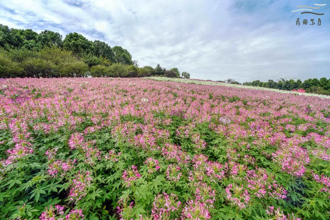 成都三圣乡恐龙主题公园,三圣乡恐龙主题公园地址