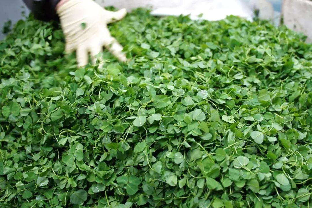 年味|带上小拖车跟我走!这里买年货实惠好吃