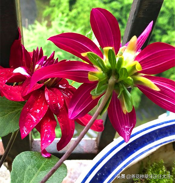 大丽花球根腐烂能种活吗,大丽花球根不挖来年可以发芽吗