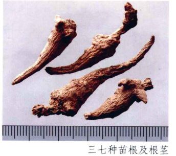 云南三七真伪查询,三七药材的真伪鉴别