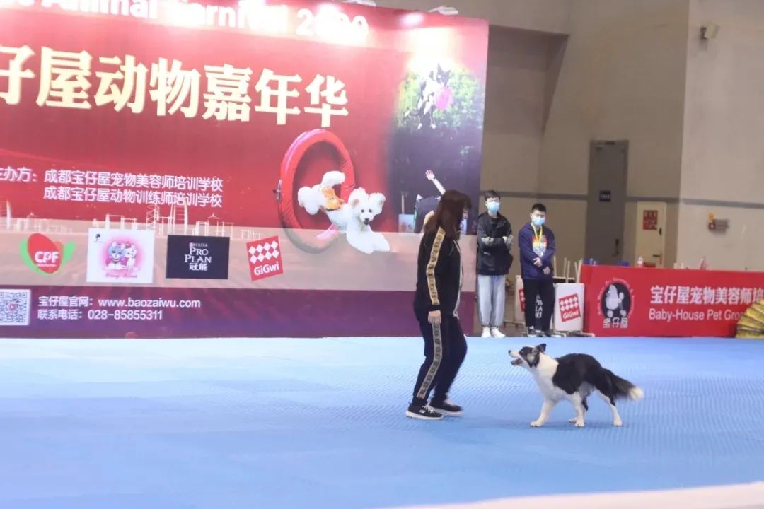 铲屎官实力,铲屎官挣钱不容易