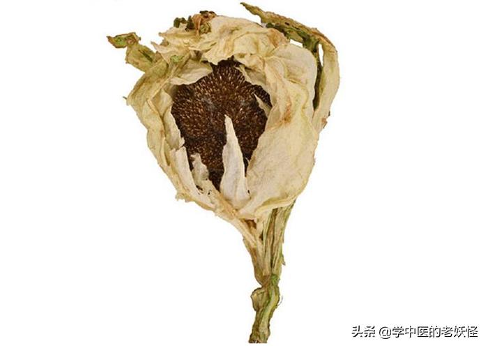 每日一中药茯苓,每日一药腊梅花