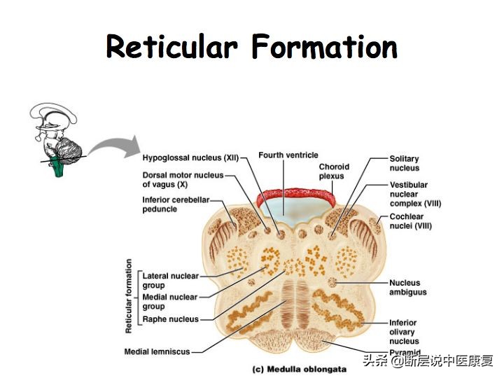 中枢神经系统断层解剖讲解,中枢神经3d解剖动画