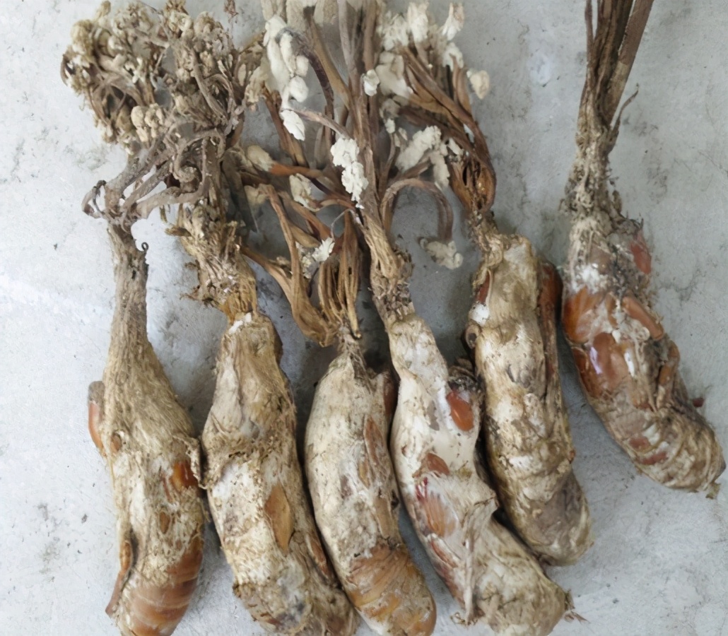 山上虫草种类及寻找时间,山里的野生虫草