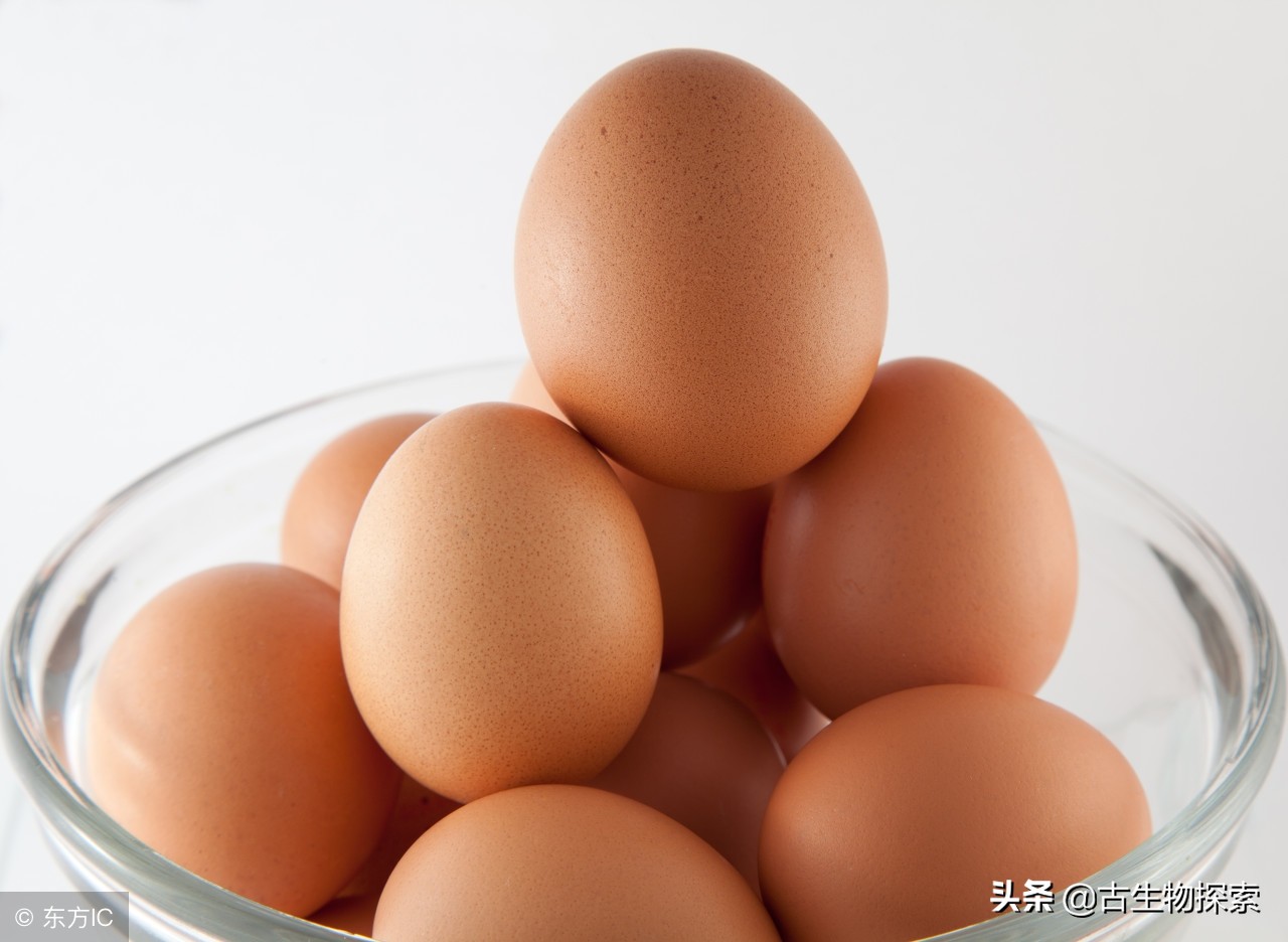 先有鸡还是先有蛋？来一节蛋蛋进化史