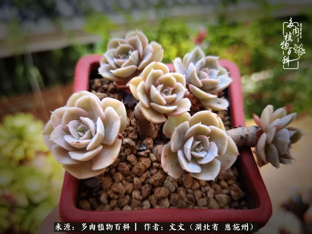 夏季多肉花园图片,初夏多肉花园