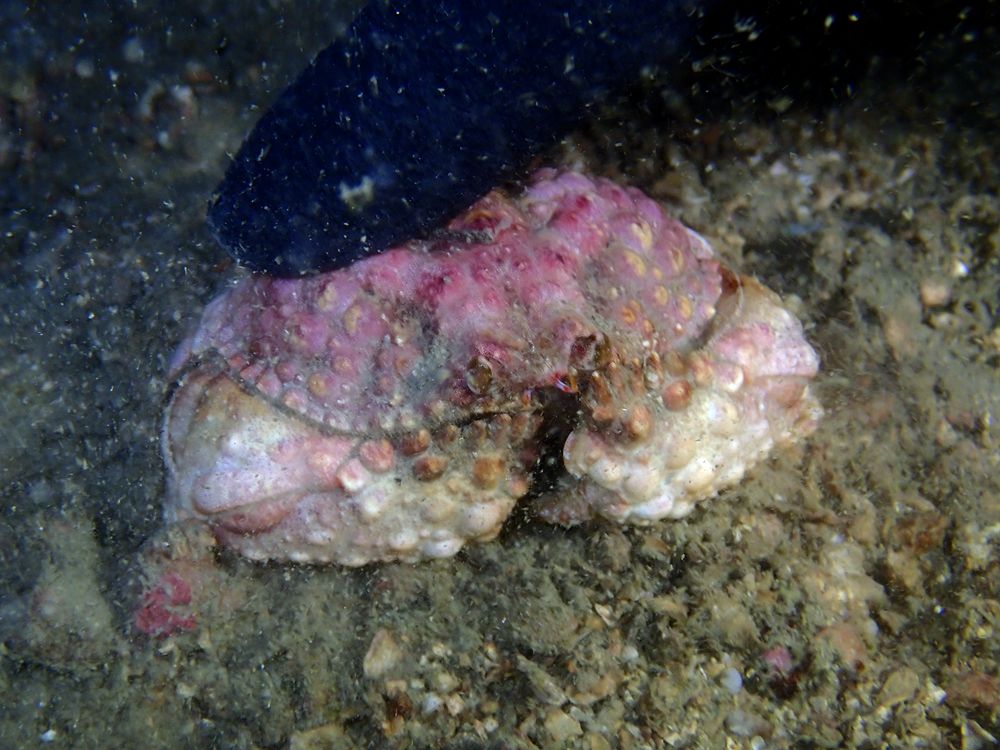 深圳海滩螃蟹品种,深圳海边的螃蟹品种