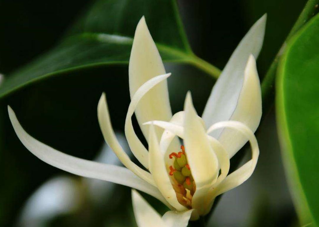 白兰花能放在室外养殖吗,白兰花的养殖方法与技巧