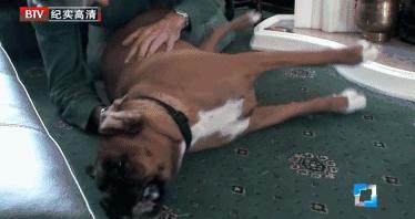 人类*亲近**不能繁殖，为什么却让狗“回交”？甚至品种越纯越好？