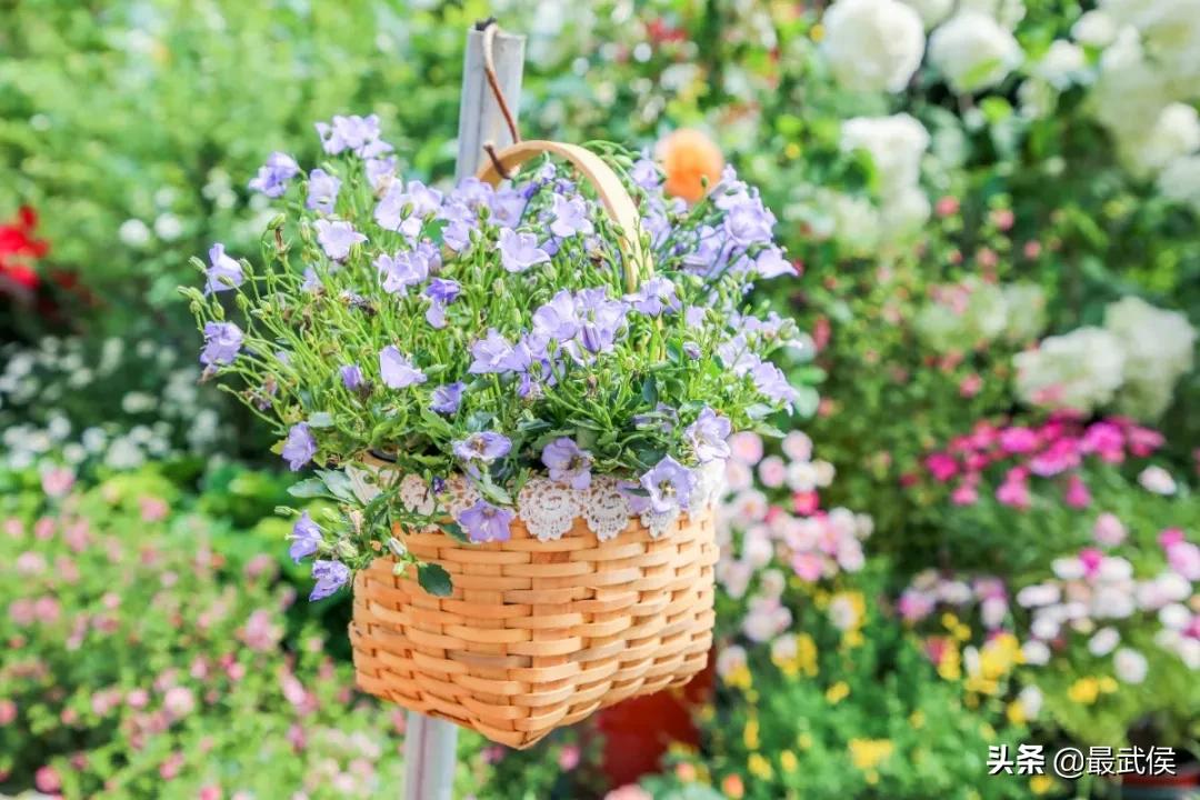 超便宜！成都铁轨下的花市5元买回一个春天！