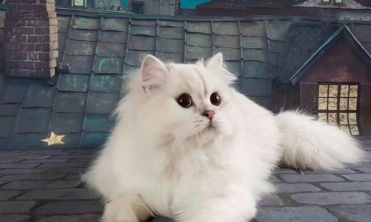 猫咪拉肚子怎么办最简单方法,猫咪拉肚子怎么治疗