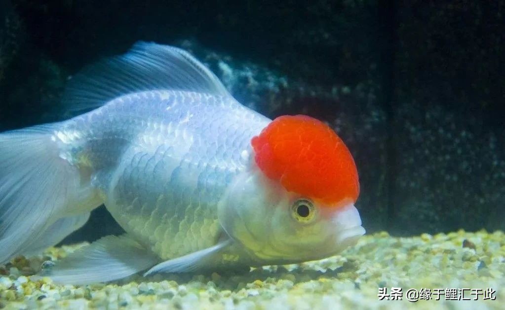 养鱼灭蚊虫最佳方法,养鱼驱蚊最好的方法