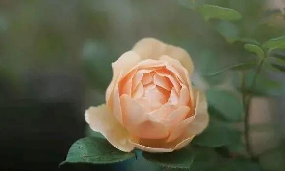 每天学习一点点花卉,100种常见玫瑰品种