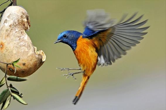 东江揽胜,惠州淡水常见鸟类图谱