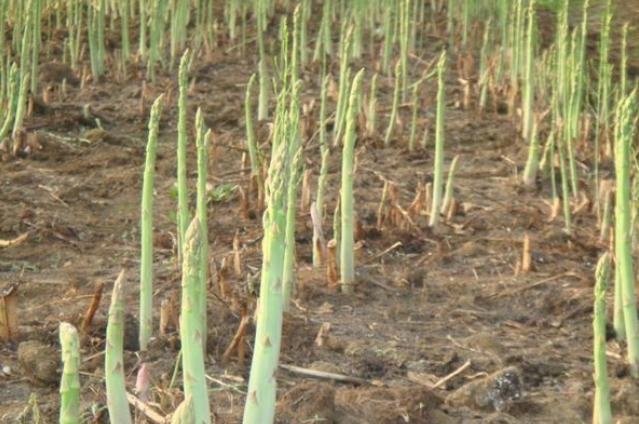 芦笋栽培及田间管理,芦笋种植技术和注意事项