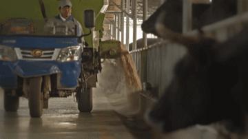 拿着手机种水稻；可比肩“和牛”的黑牛是这样养殖的→