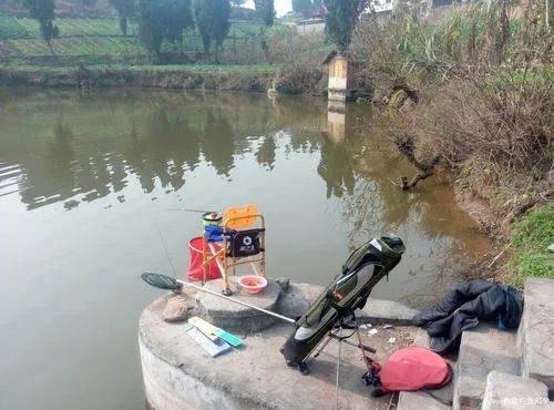 野战蓝鲫,野战蓝鲫只适合鲫鱼吗
