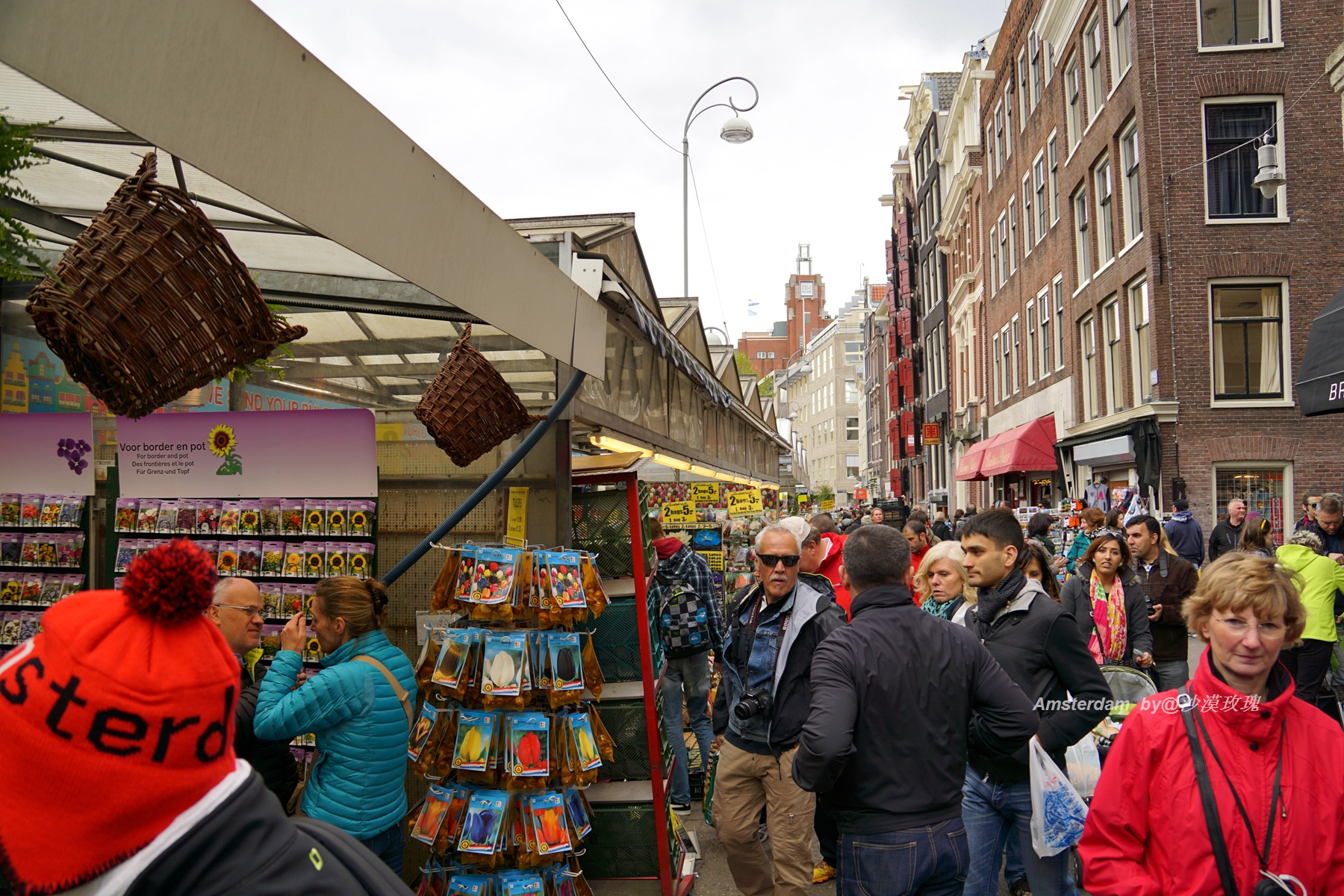 带你观赏荷兰郁金香,荷兰郁金香花海什么时候开