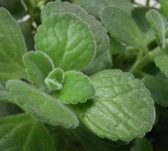 推荐轻松玩转100种常见多肉植物,700种多肉植物图鉴pdf百度云