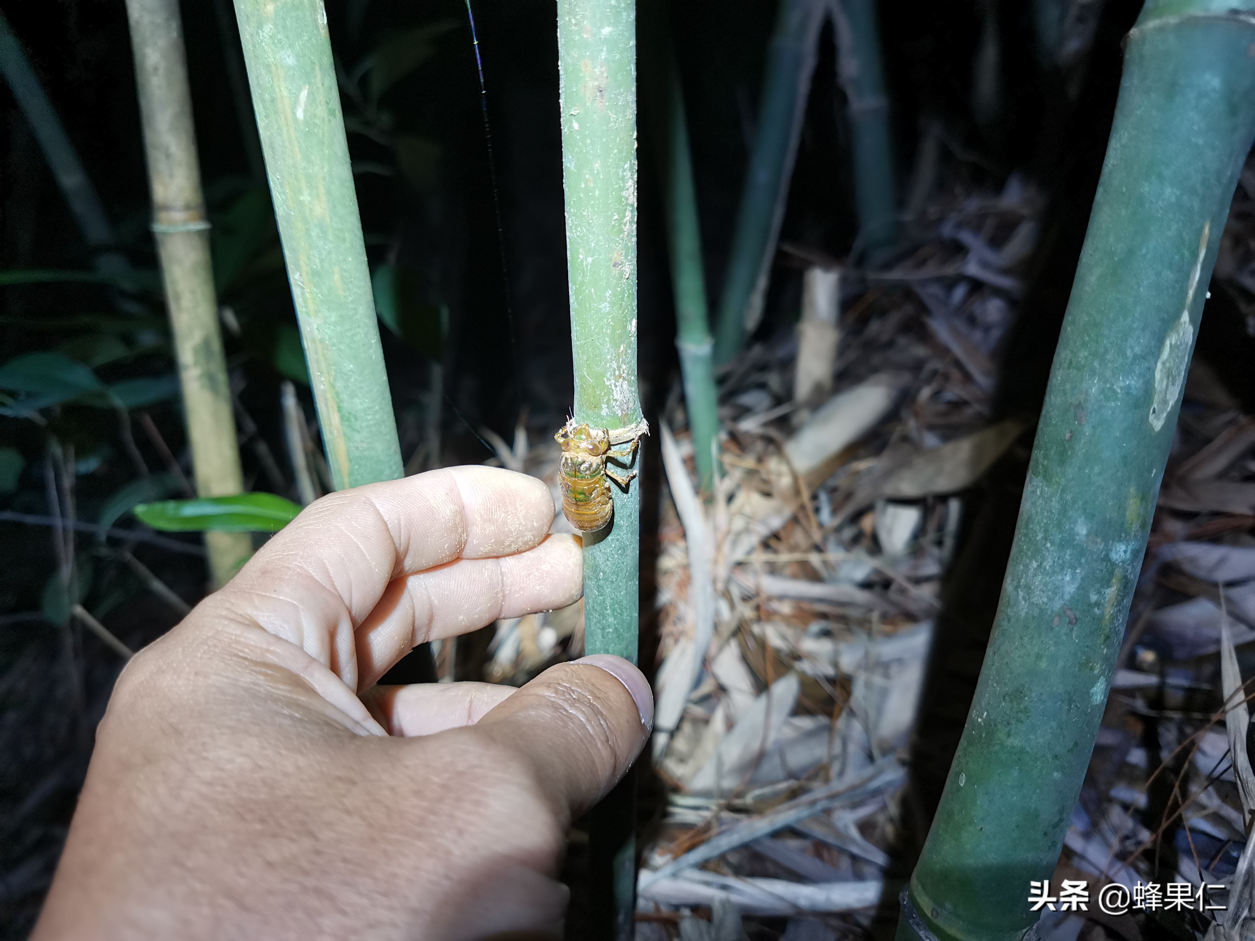 金蝉养殖靠什么技术,金蝉养殖实用技术在线阅读