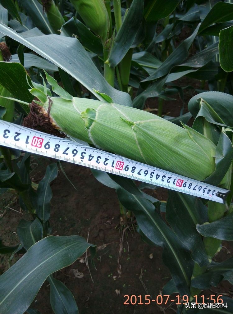 这个玉米棒子大、抗倒性好新品种，全国均可以种植