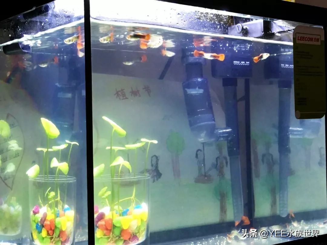 陶缸养鱼水浑怎么弄,石缸养鱼水很浑怎么办