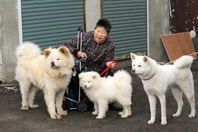 日本网红狗狗去世,日本狗死了
